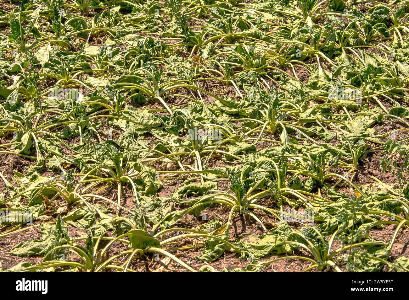 Landwirtschaft Zuckerrübenfeld durstet - braucht unbedingt Wasser - gesehen in der Gemarkung Edemissen bei Peine AM 01.07.2018 *** Agricoltura campo di barbabietola da zucchero assetato di acqua visto nel distretto di Edemissen vicino a Peine il 01 07 2018 Foto Stock