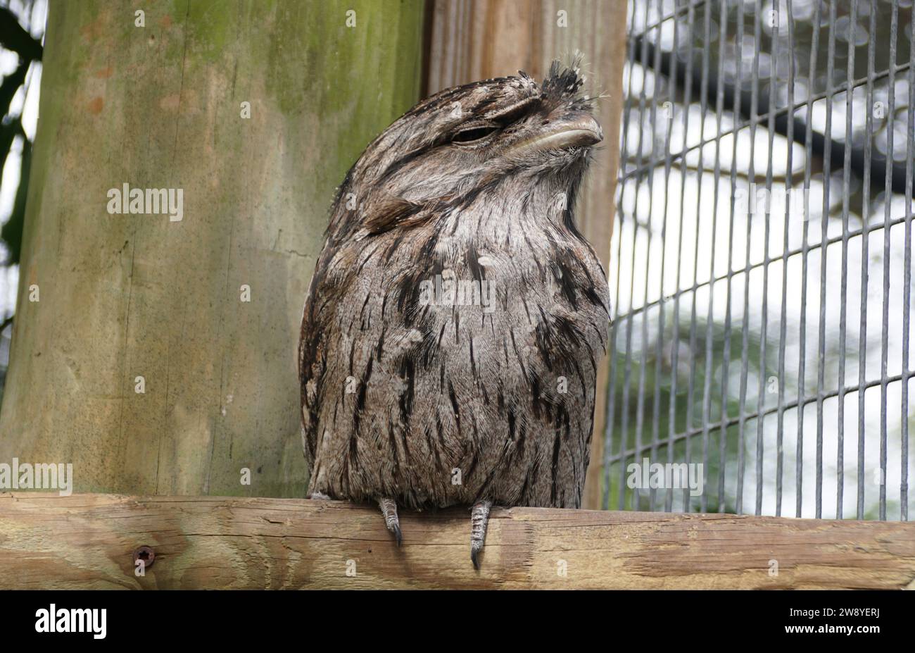 Primo piano di una bocca di rana di Tawny con piume marrone chiaro Foto Stock