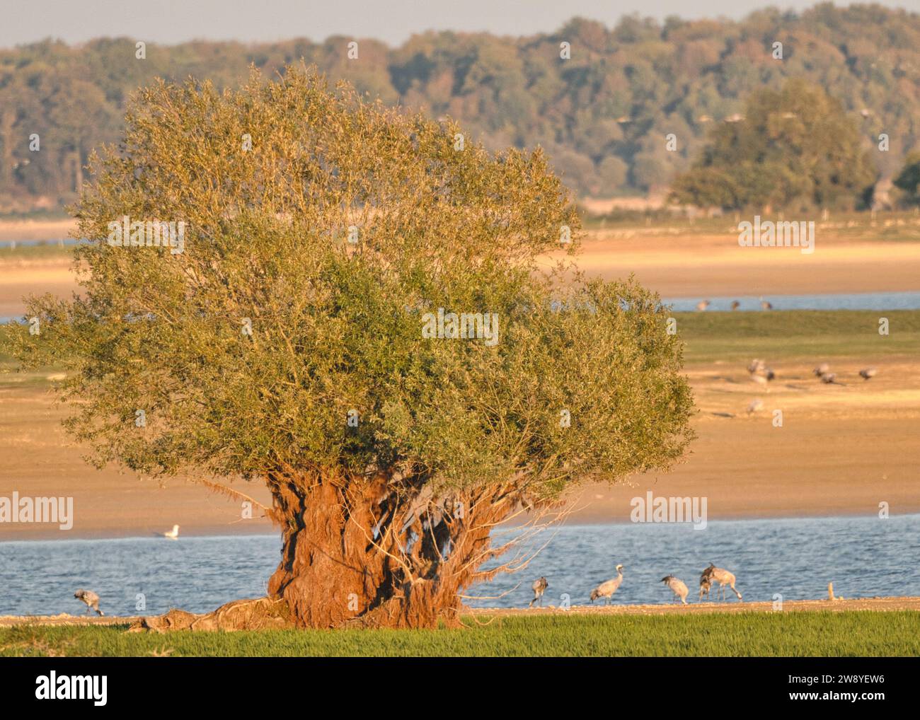 Albero isolato con uccello gru Foto Stock