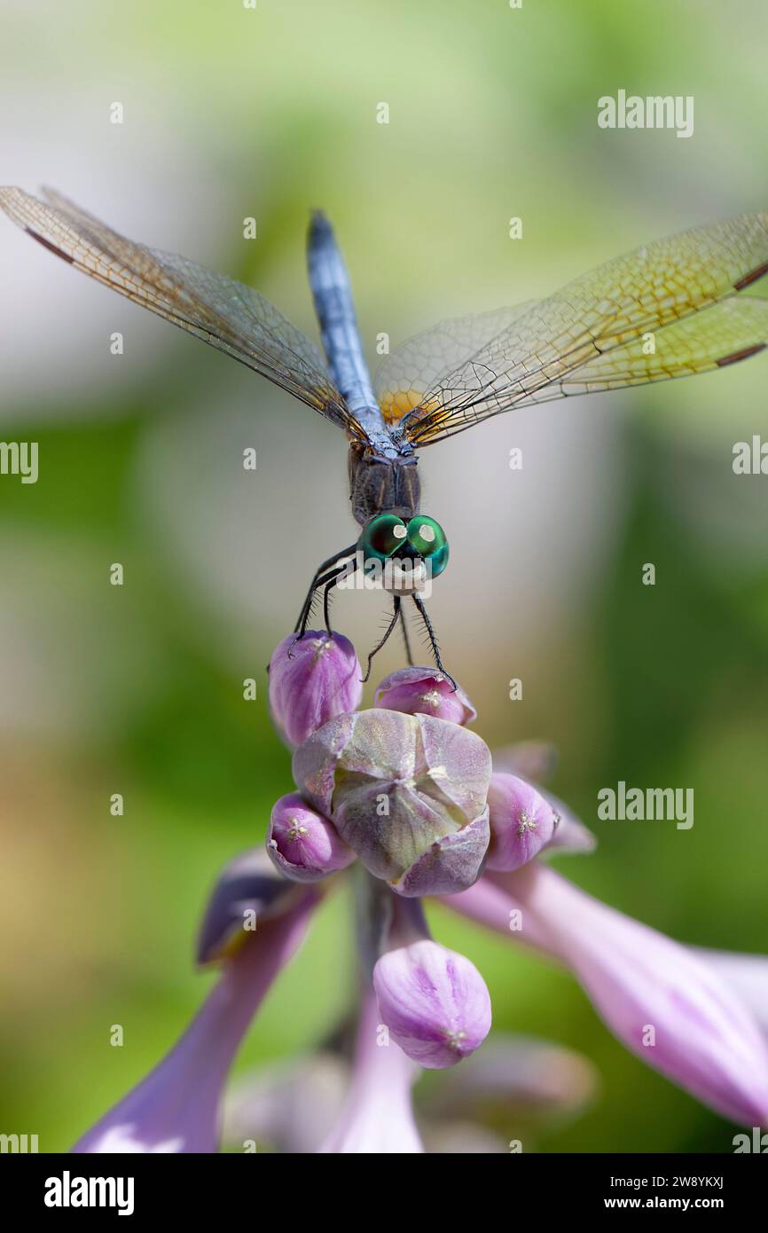 Primo piano della libellula sulla cima del fiore rosa, guarda la fotocamera, occhi dettagliati e ali. Sfondo verde. Immagine verticale Foto Stock