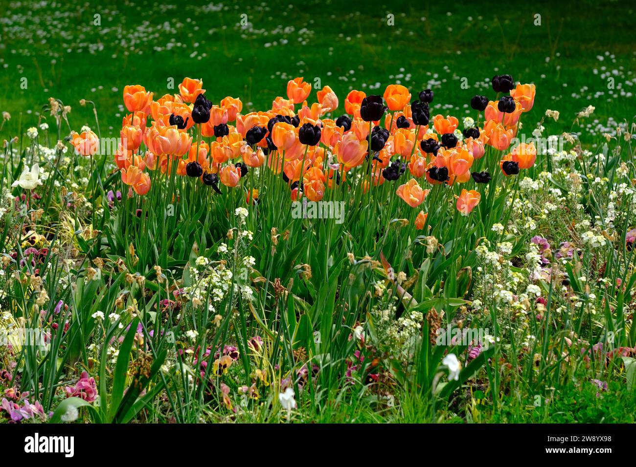 Berlino Germania - Giardini del mondo - letto di tulipani e fiori di prato Foto Stock