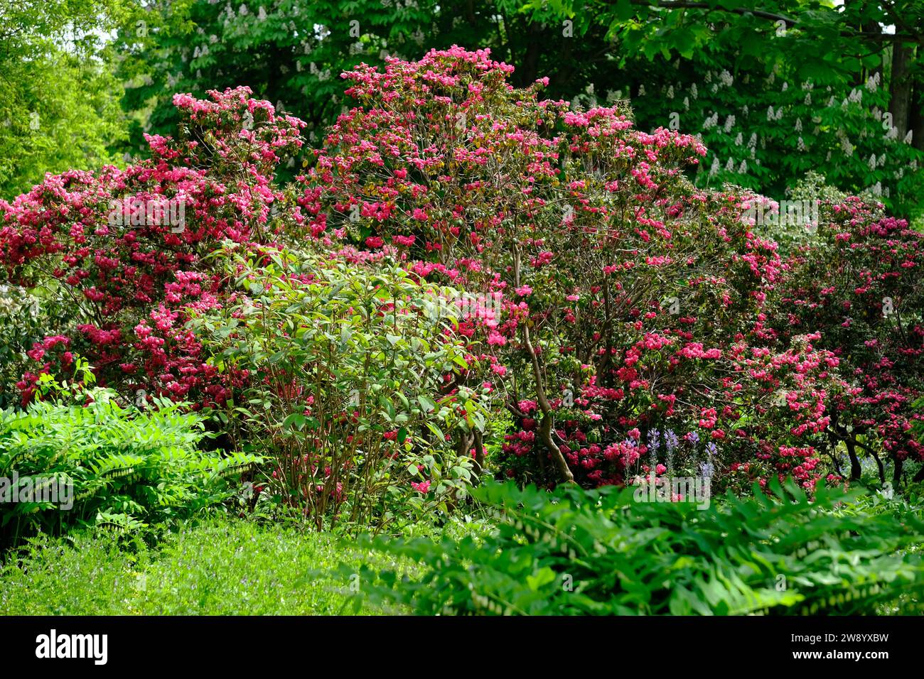 Berlino Germania - Giardini del mondo - Rhododendron indicum Foto Stock