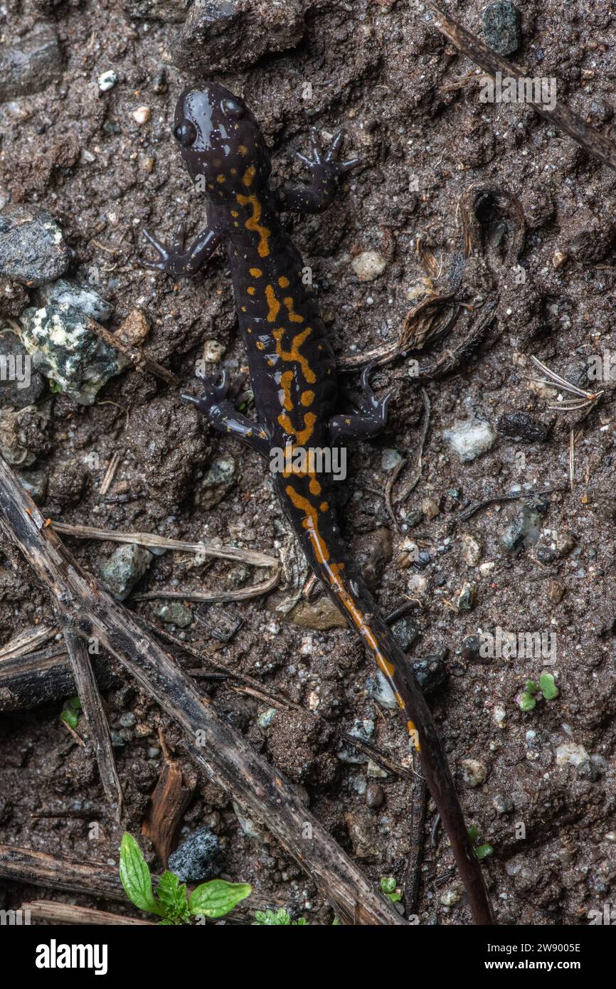 La Salamandra di Santa Cruz minacciata (Ambystoma macrodactylum croceum) è un anfibio in via di estinzione endemico della California. Foto Stock