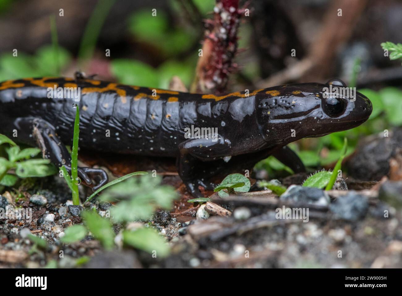 La Salamandra di Santa Cruz minacciata (Ambystoma macrodactylum croceum) è un anfibio in via di estinzione endemico della California. Foto Stock