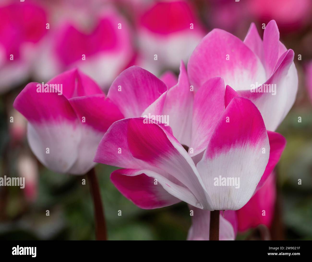 Fiori ciclamini in fiore in inverno Foto Stock