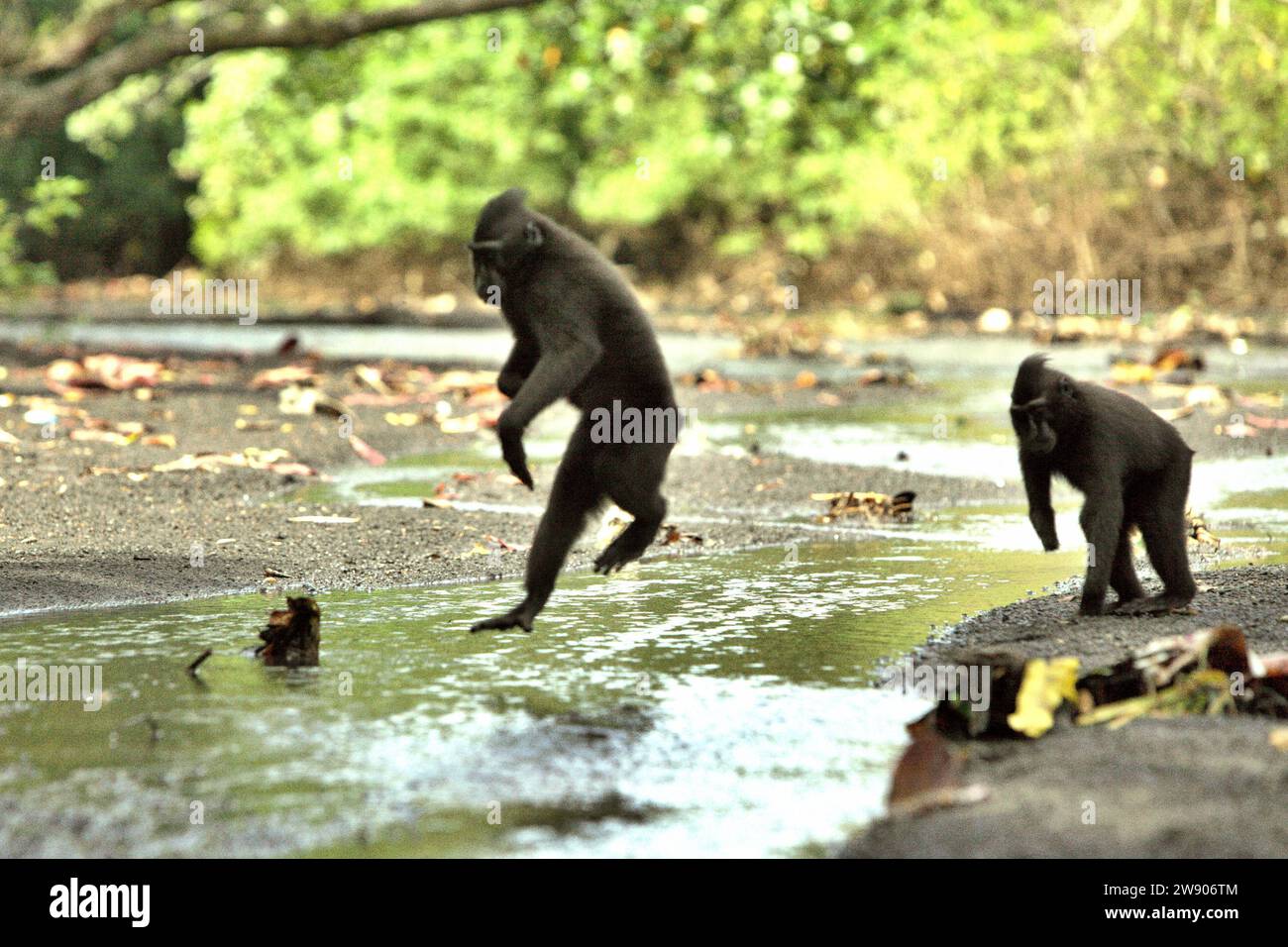 I macachi crestati (Macaca nigra) si muovono camminando e saltando su un ruscello vicino alla spiaggia nella foresta di Tangkoko, Sulawesi settentrionale, Indonesia. Uno di loro (quello dietro), ha perso la mano destra a causa della trappola di un bracconiere. l'Unione internazionale per la conservazione della natura (IUCN) conclude che l'aumento delle temperature ha portato, tra l'altro, a cambiamenti ecologici, comportamentali e fisiologici nelle specie animali e nella biodiversità. "Oltre all'aumento dei tassi di malattie e di habitat degradati, il cambiamento climatico sta anche causando cambiamenti nelle specie stesse, che minacciano la loro sopravvivenza", hanno scritto in... Foto Stock