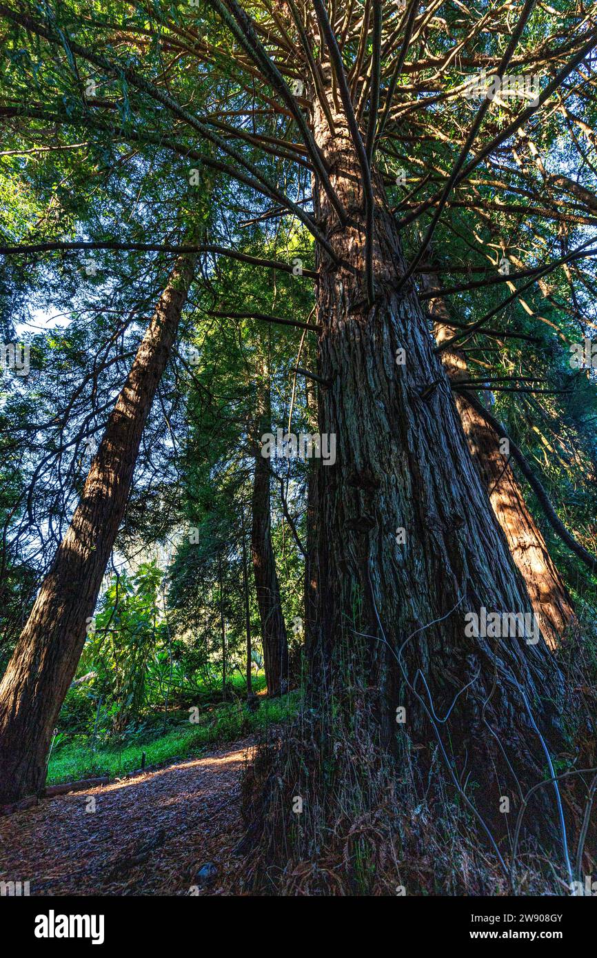 Golden Gate Park Redwood Grove - il giardino botanico del Golden Gate Park ospita il secolare Redwood Grove, con un gruppo di questi beau amanti della nebbia Foto Stock