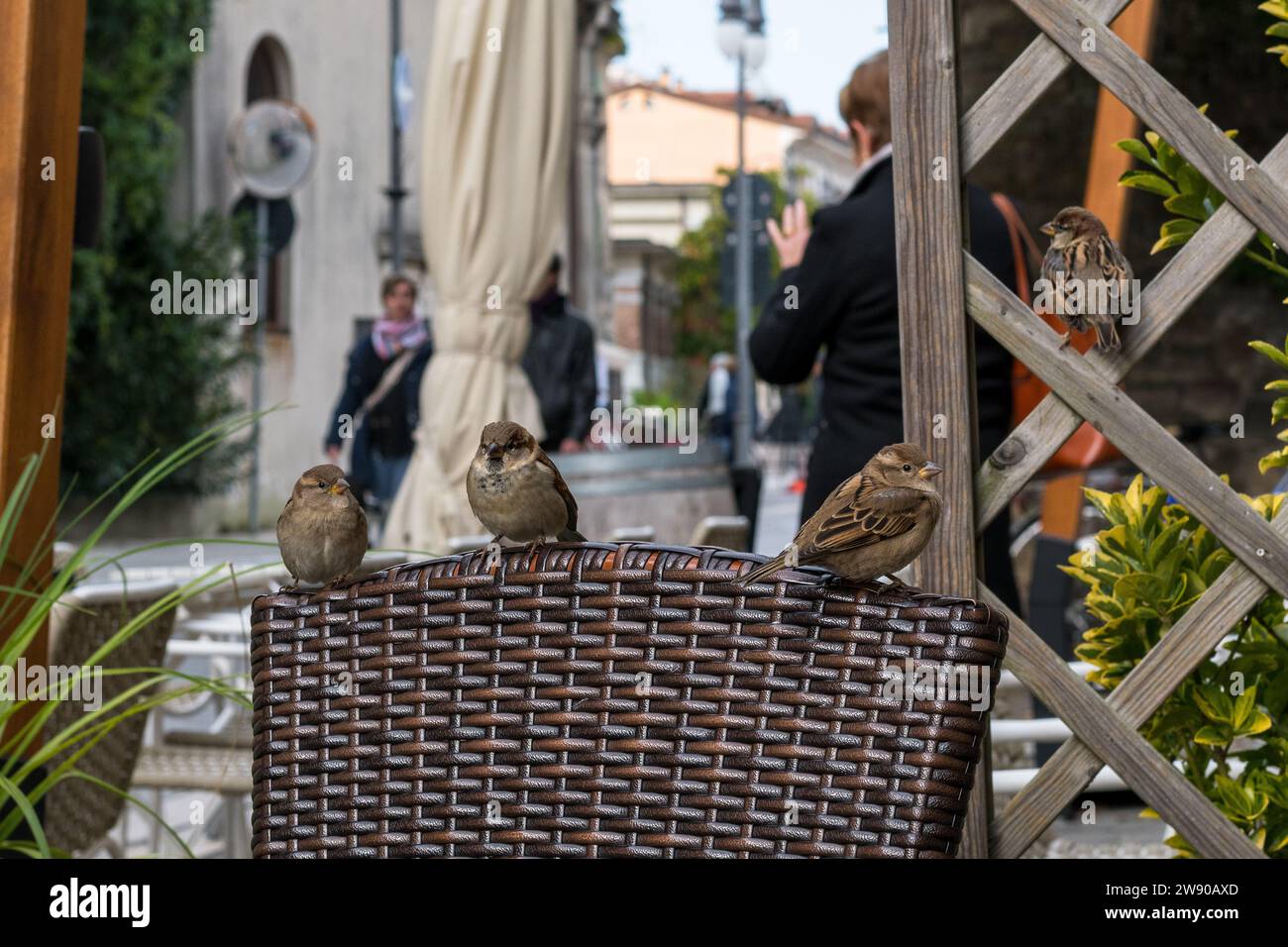 Un gruppo di graziosi passeri appollaiati sulle sedie di un bar in una cittadina di mare nel nord Italia. Animali con poca paura dell'uomo. Giovane passero. Foto Stock