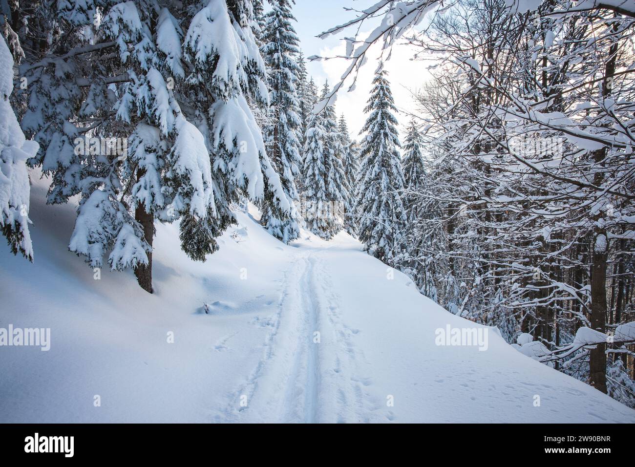 Pista da sci di fondo durante l'alba mattutina pronta per i corridori. Attività invernali durante l'inverno perfetto a Beskydy Montains, Repubblica Ceca. Foto Stock