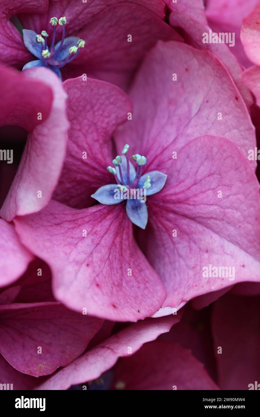 Ortensia rosa, di specie e varietà sconosciute, fiori in macro da vicino senza sfondo. Foto Stock
