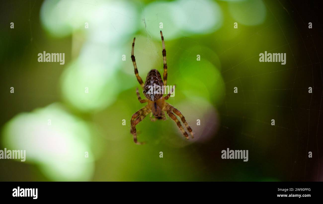 Ragno da giardino crociato. ( Araneus diadematus ) ragno davanti a foglie verdi soleggiate. Ragno da giardino incrociato in attesa di prede nella sua ragnatela. Foto Stock