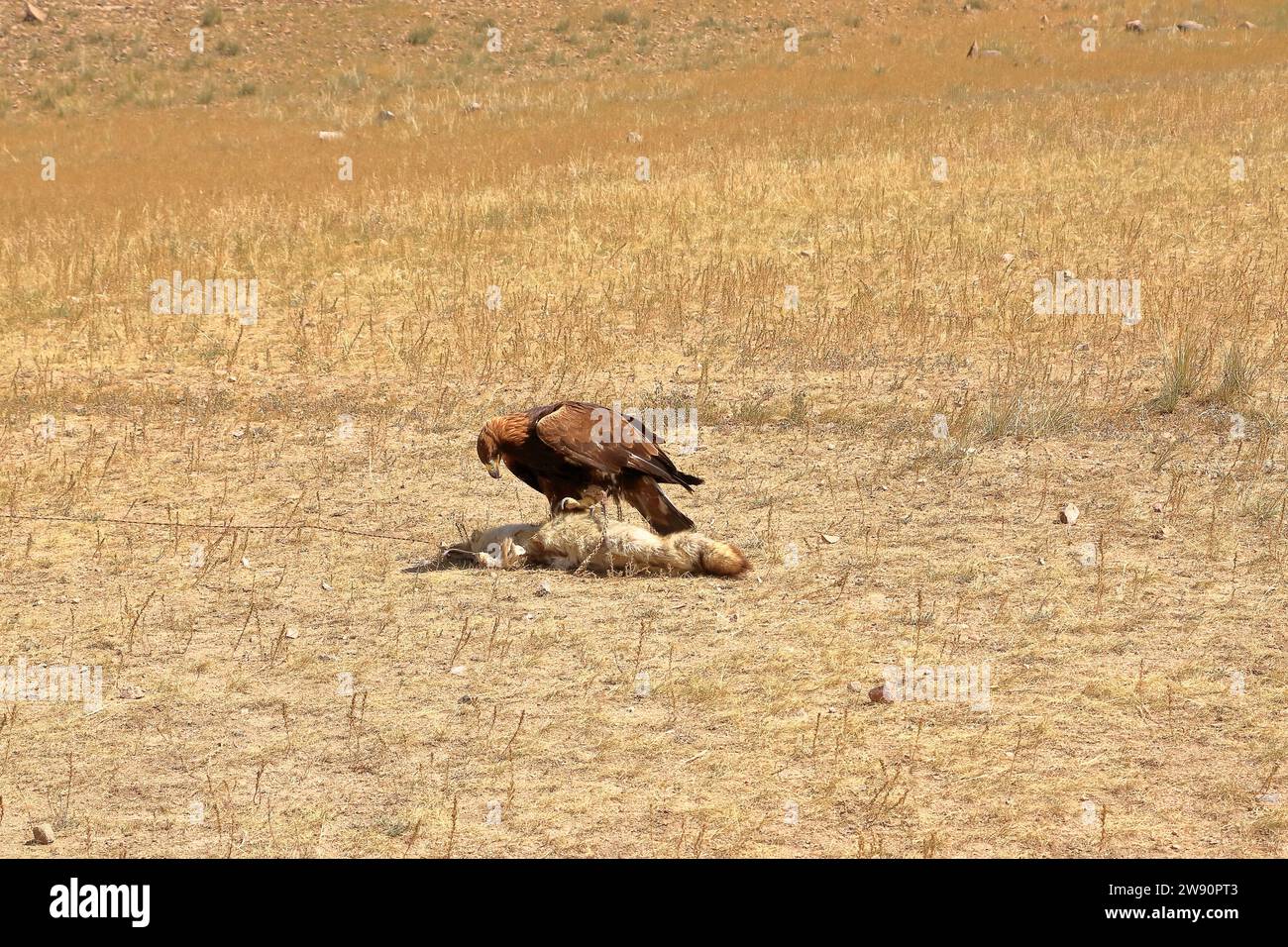 I cacciatori di aquile del Kirghizistan dimostrano la caccia all'aquila Foto Stock