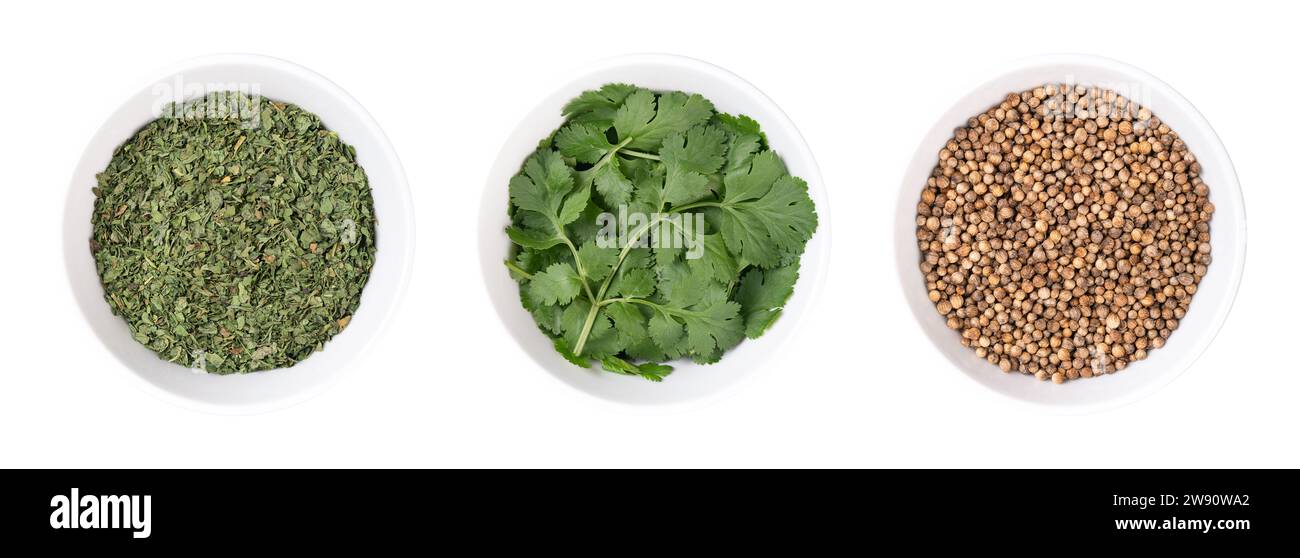 Foglie di coriandolo secche e fresche e semi di coriandolo, in ciotole bianche. Erbe annuali utilizzate in cucina. Le foglie fresche e i semi essiccati sono più comunemente utilizzati. Foto Stock