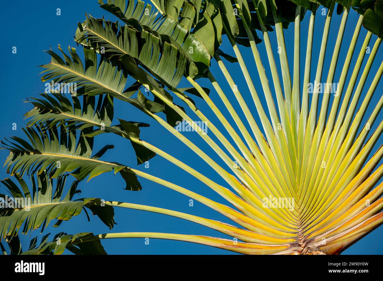 Traveller's Tree o Traveller's Palm (Ravenala madagascariensis) - foto ufficiale Foto Stock