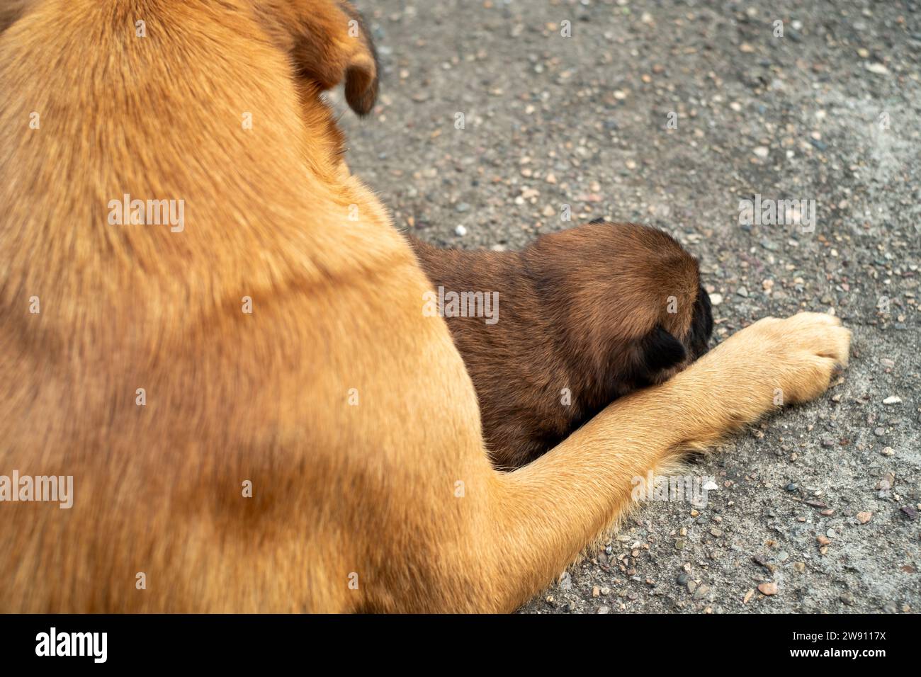 Un cucciolo di un mese giace accanto alla gamba della madre. Foto Stock