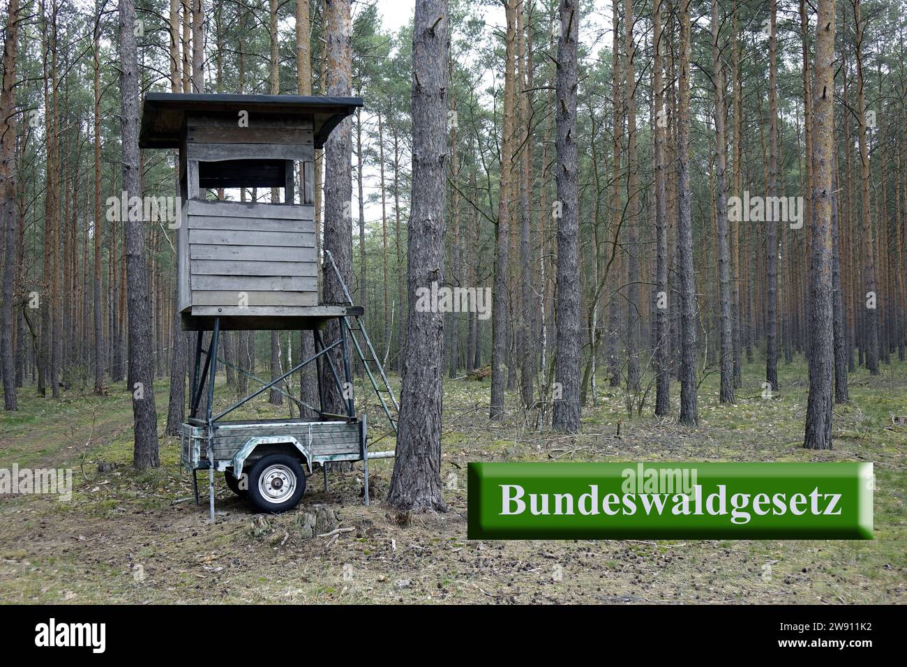 Hochstand und Schriftzug Bundeswaldgesetz Hochstand und Schriftzug Bundeswaldgesetz, 23.12.2023, Borkwalde, Brandeburgo, in einem Kiefernwald steht ein transportabler Hochstand mit dem Schriftzug Bundeswaldgesetz. *** High stand and Lettering Federal Forest Act High stand and Lettering Federal Forest Act, 23 12 2023, Borkwalde, Brandeburgo, in una pineta si trova un cavalletto alto trasportabile con la scritta Federal Forest Act Foto Stock