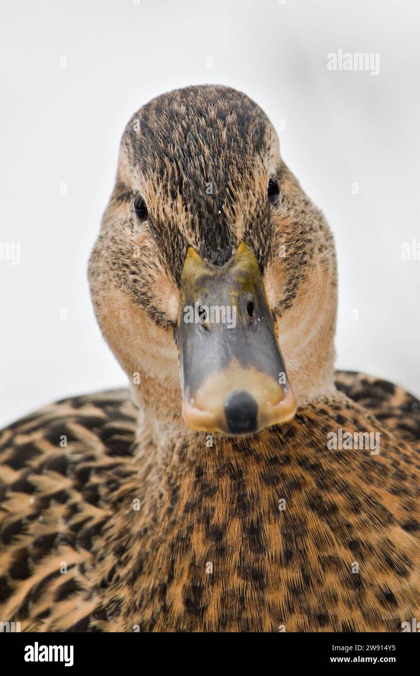 Anas platyrhynchos, ritratto ravvicinato femminile di anatra selvatica con contatto visivo. Divertente foto di animali. Ti sto osservando. Concetto di anatidaefobia. Foto Stock