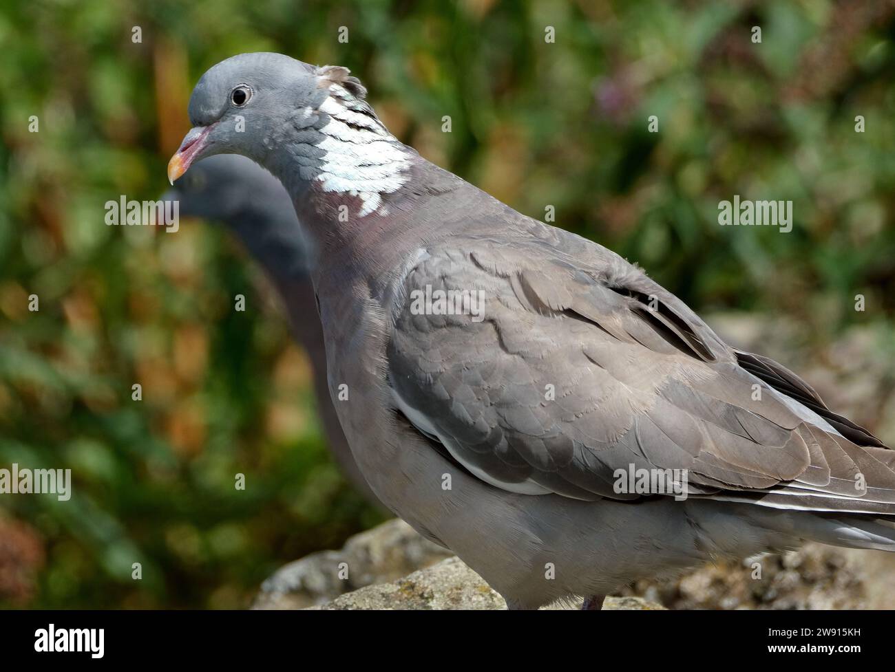 Il piccione di legno comune, noto anche come piccione di legno, è una grande specie della famiglia colomba e piccione, originaria del Paleartico occidentale Foto Stock