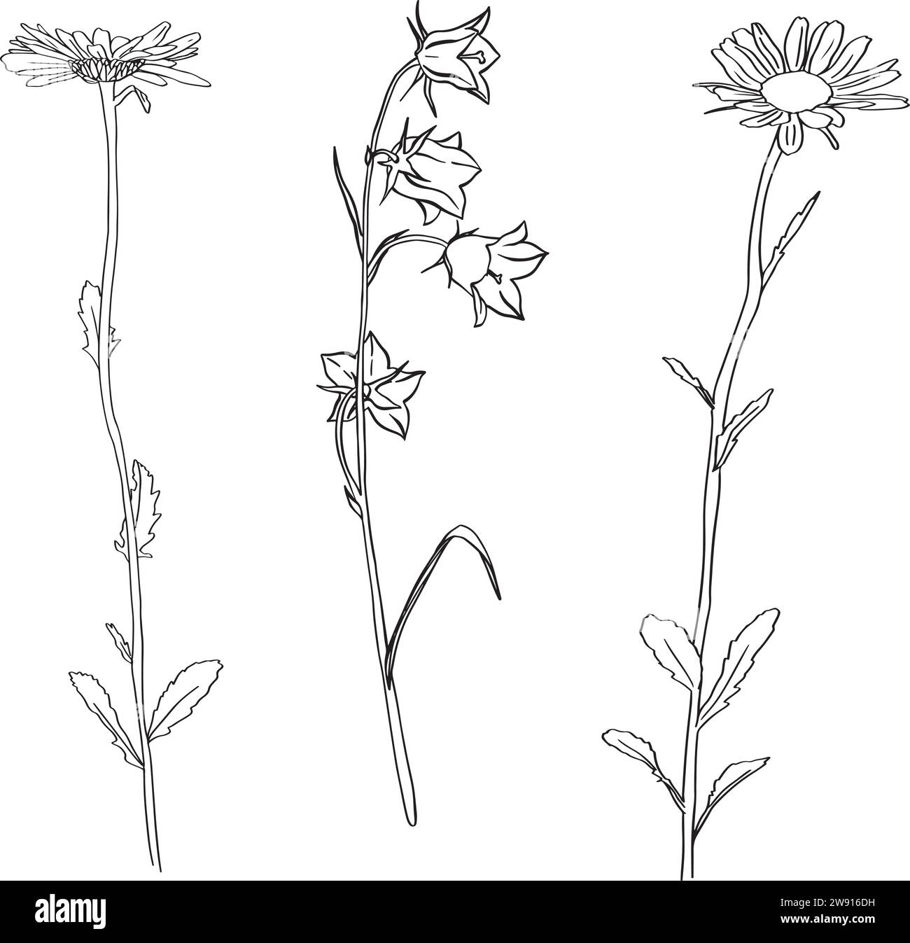 Chamomile fiore di erbe. Fiori Bluebell. Schizzo. Illustrazione vettoriale di contorno disegnata a mano, isolata. Sfondo bianco. Può essere utilizzato modello per Illustrazione Vettoriale
