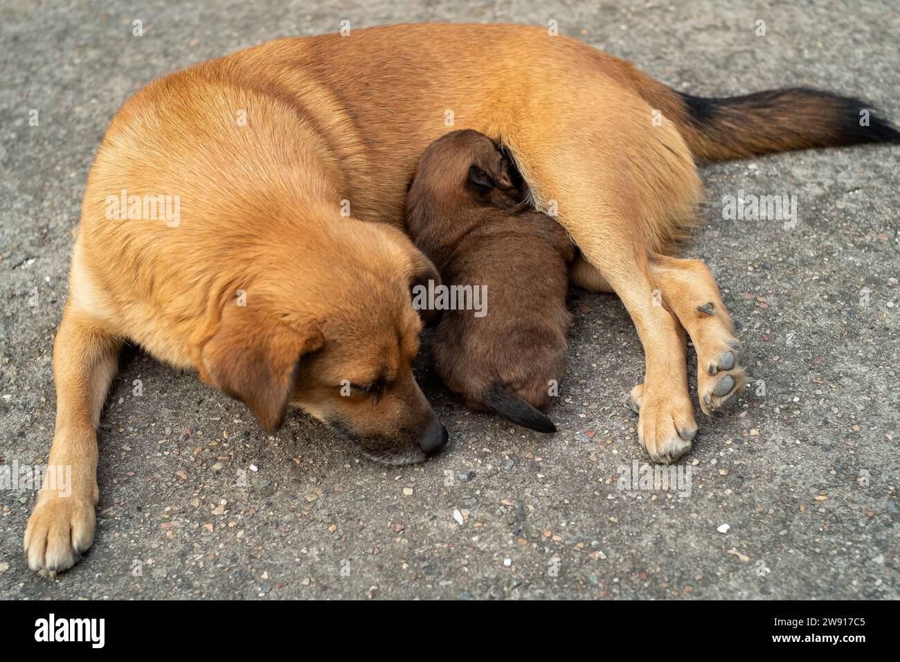 Un mese di cucciolo da mangiare da sua madre. Foto Stock