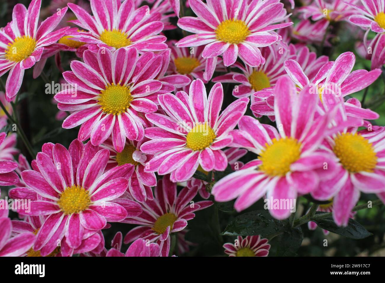 Gemme del giardino: Esplorando il delicato mondo dei fiori Foto Stock