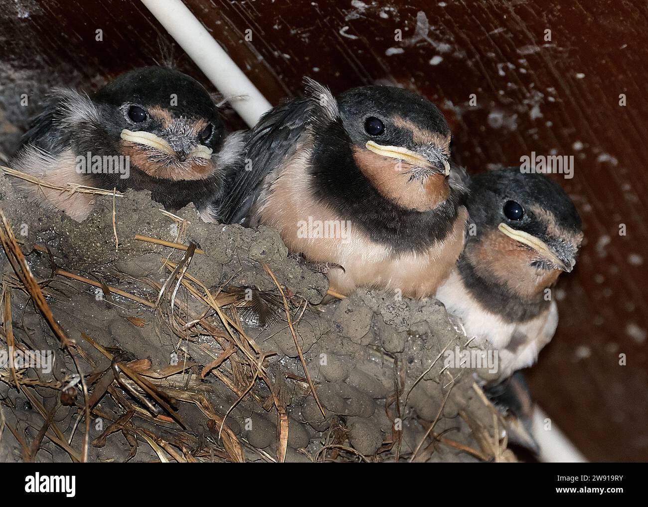Le rondini, i martins e le ali di sega, o Hirundinidae, sono una famiglia di uccelli canori passerini che si trovano in tutto il mondo in tutti i continenti. Foto Stock