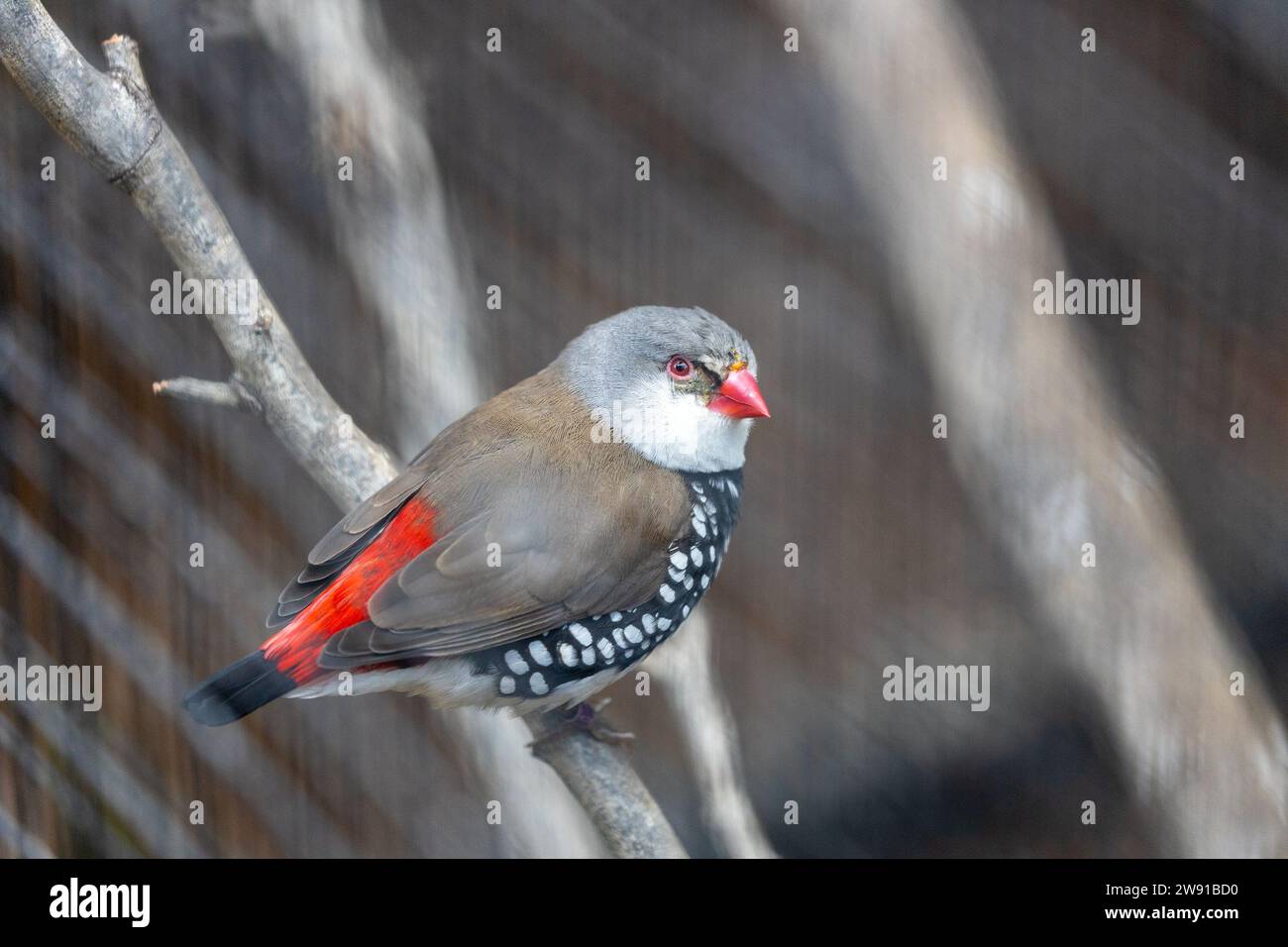 L'incantevole Diamond Firetail, la guttata Stagonopleura, abbellisce i paesaggi australiani con il suo piumaggio gioiello. Un piccolo finch che irradia tonalità vivaci, em Foto Stock