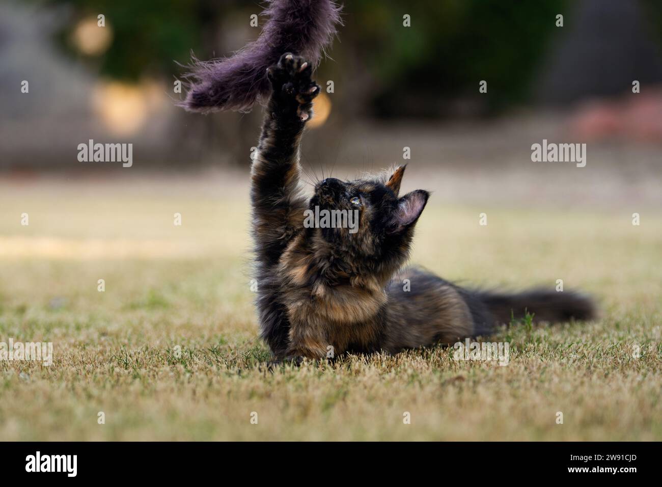 Calico gatta con gli artigli estesi, che cerca un giocattolo mentre giochi nell'erba Foto Stock