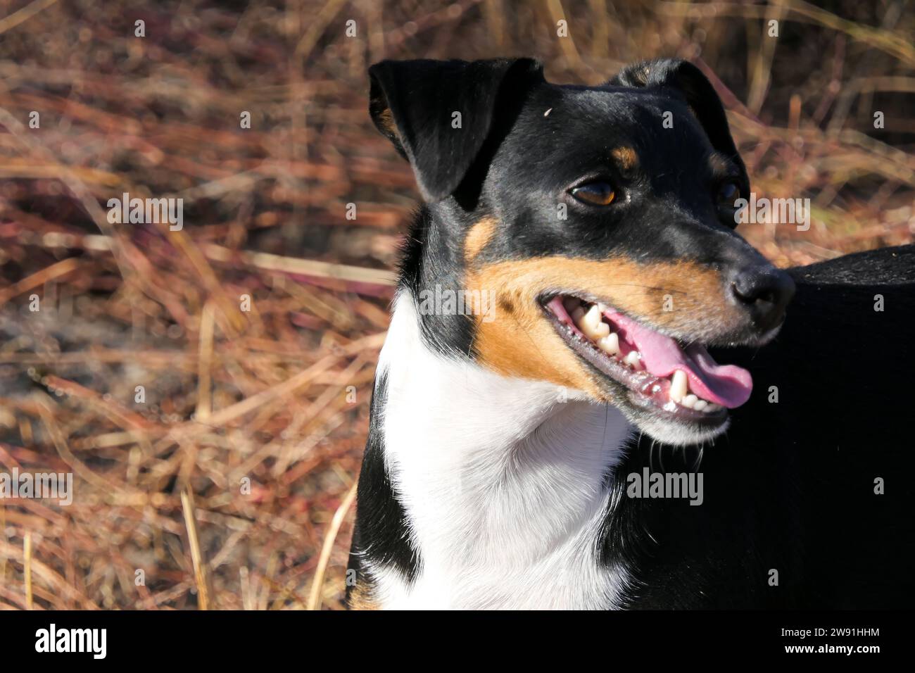 Primo piano della museruola di un cane di Jack Russell Terrier Foto Stock