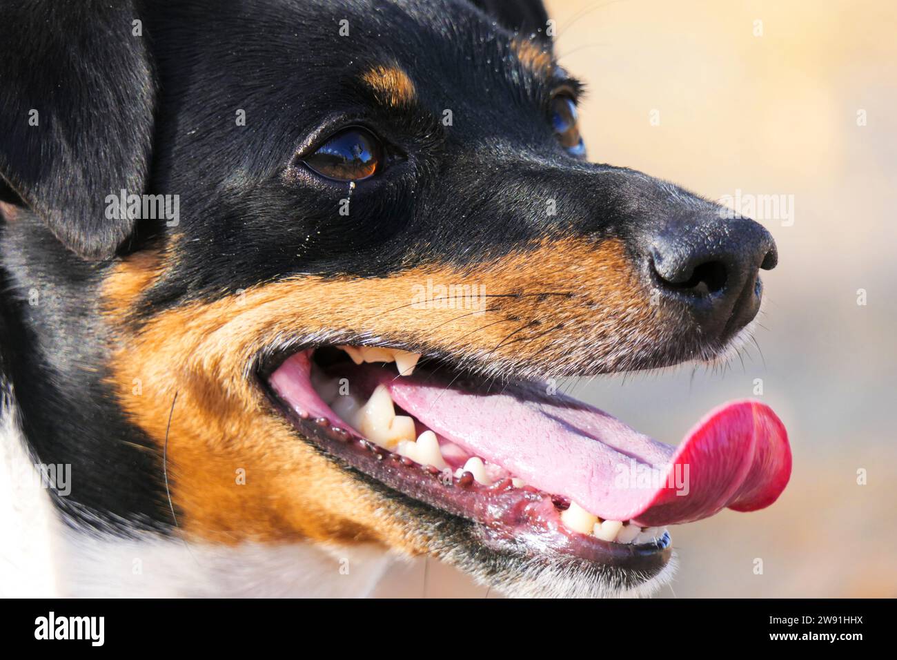 Primo piano della museruola di un cane di Jack Russell Terrier Foto Stock