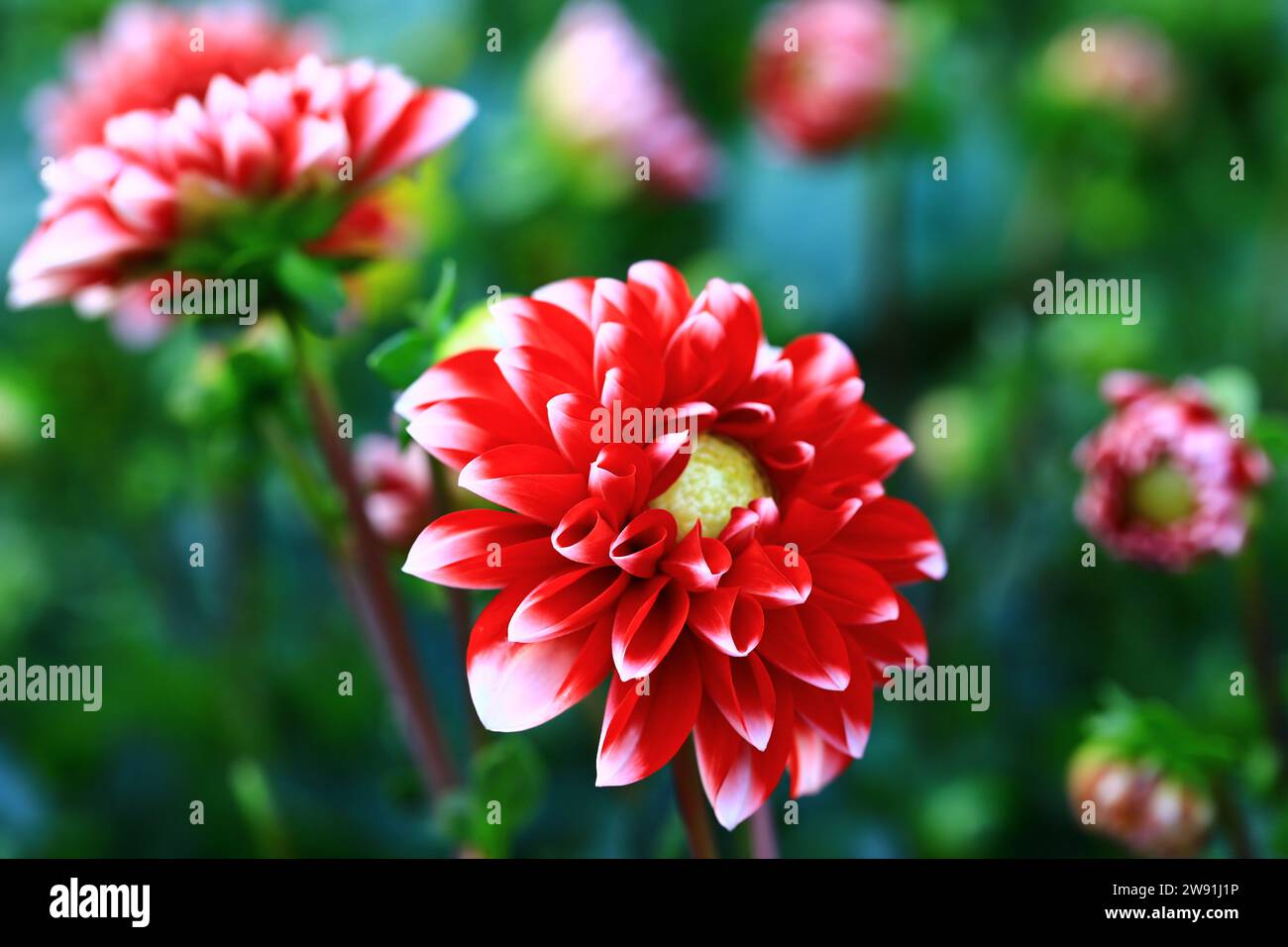 Fioritura di fiori Dahlia colorati, primo piano di fiori rossi con fiori Dahlia bianchi che fioriscono nel giardino Foto Stock