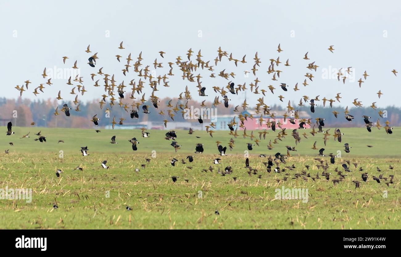 Gregge di amanti d'oro (Pluvialis apricaria) e Lapwings (Vanellus vanellus) in volo su terre e campi durante la migrazione autunnale Foto Stock