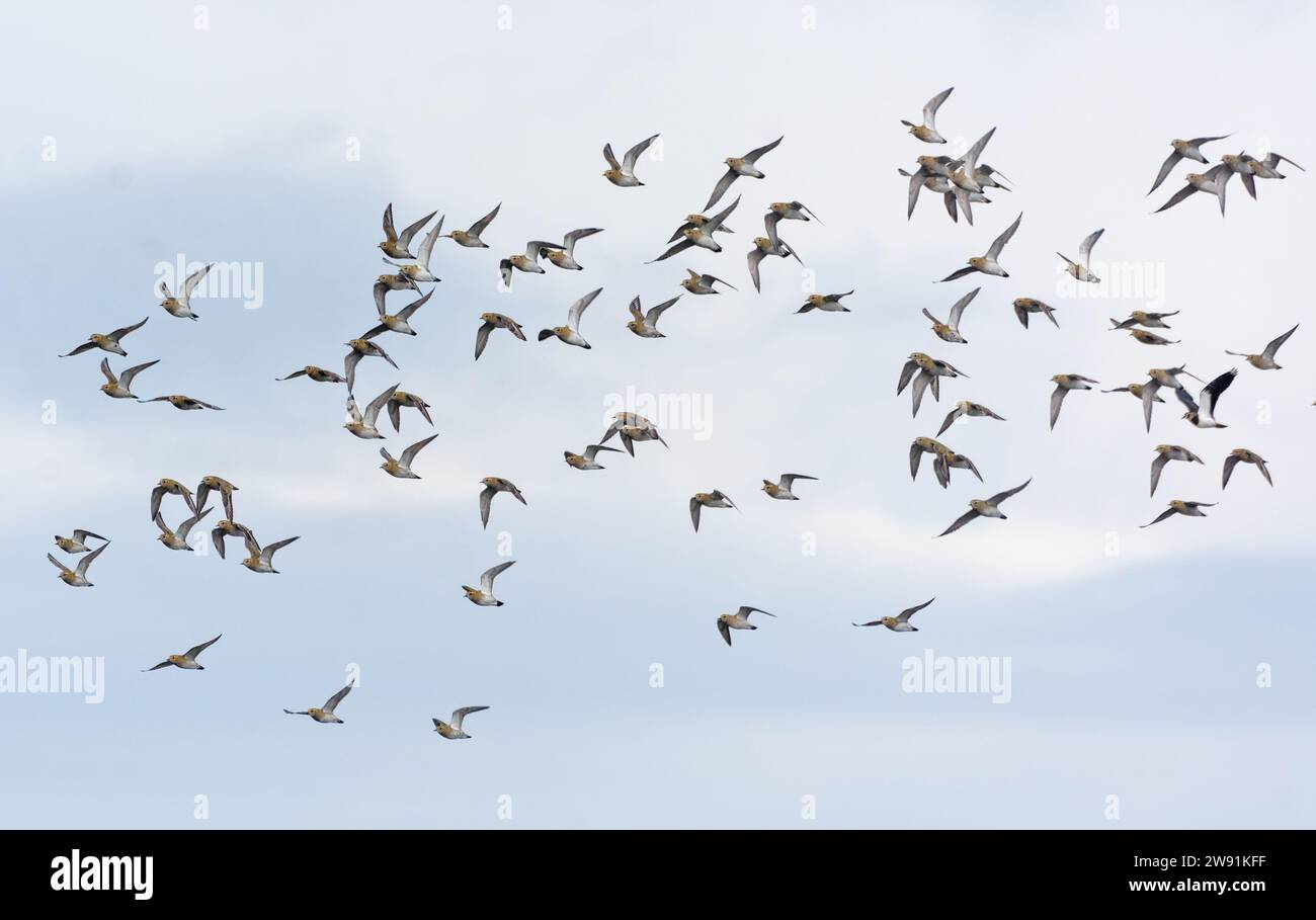 Gregge di amanti d'oro (Pluvialis apricaria) in volo cielo nuvoloso durante la migrazione autunnale Foto Stock