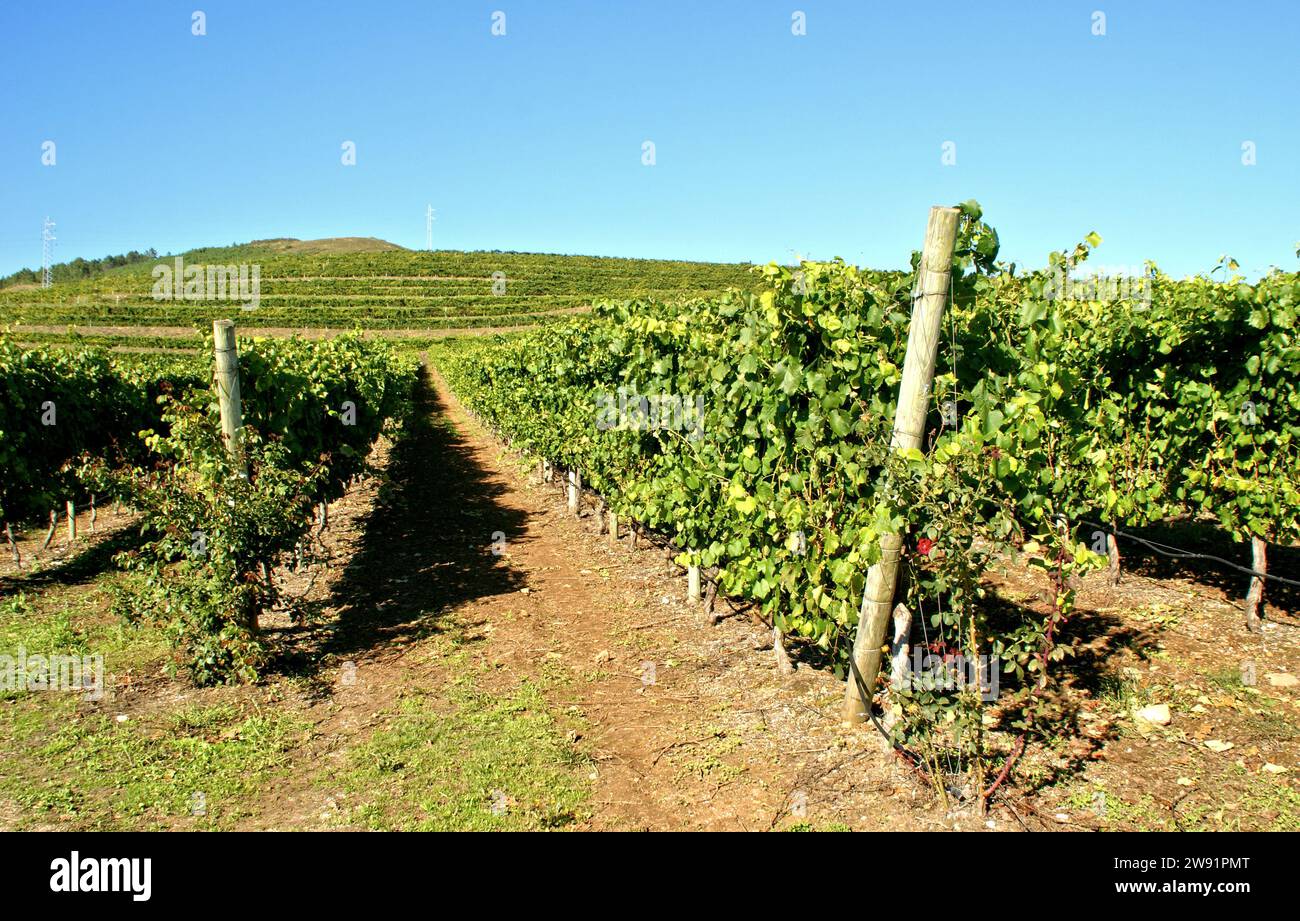 Vigneti Rosal in Galizia, Spagna Foto Stock