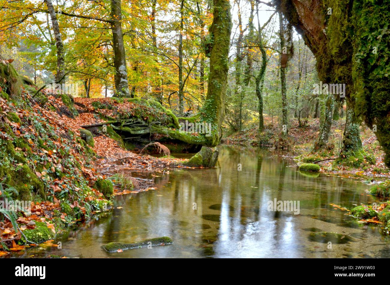 Foresta Albergaria in autunno nel Parco Nazionale Peneda Gerês, Portogallo Foto Stock