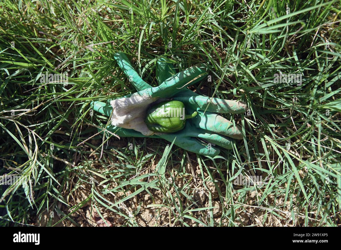 un paio di guanti da contadino e peperoni verdi appena raccolti su terreno asciutto nell'immagine estiva ad alta risoluzione Foto Stock