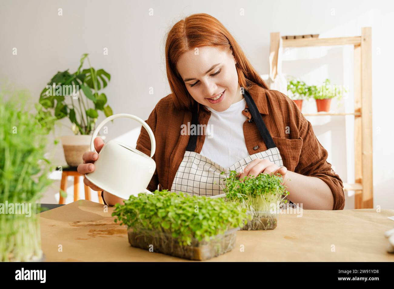 Sorridente botanico rosso che annaffia microgreen in ufficio Foto Stock