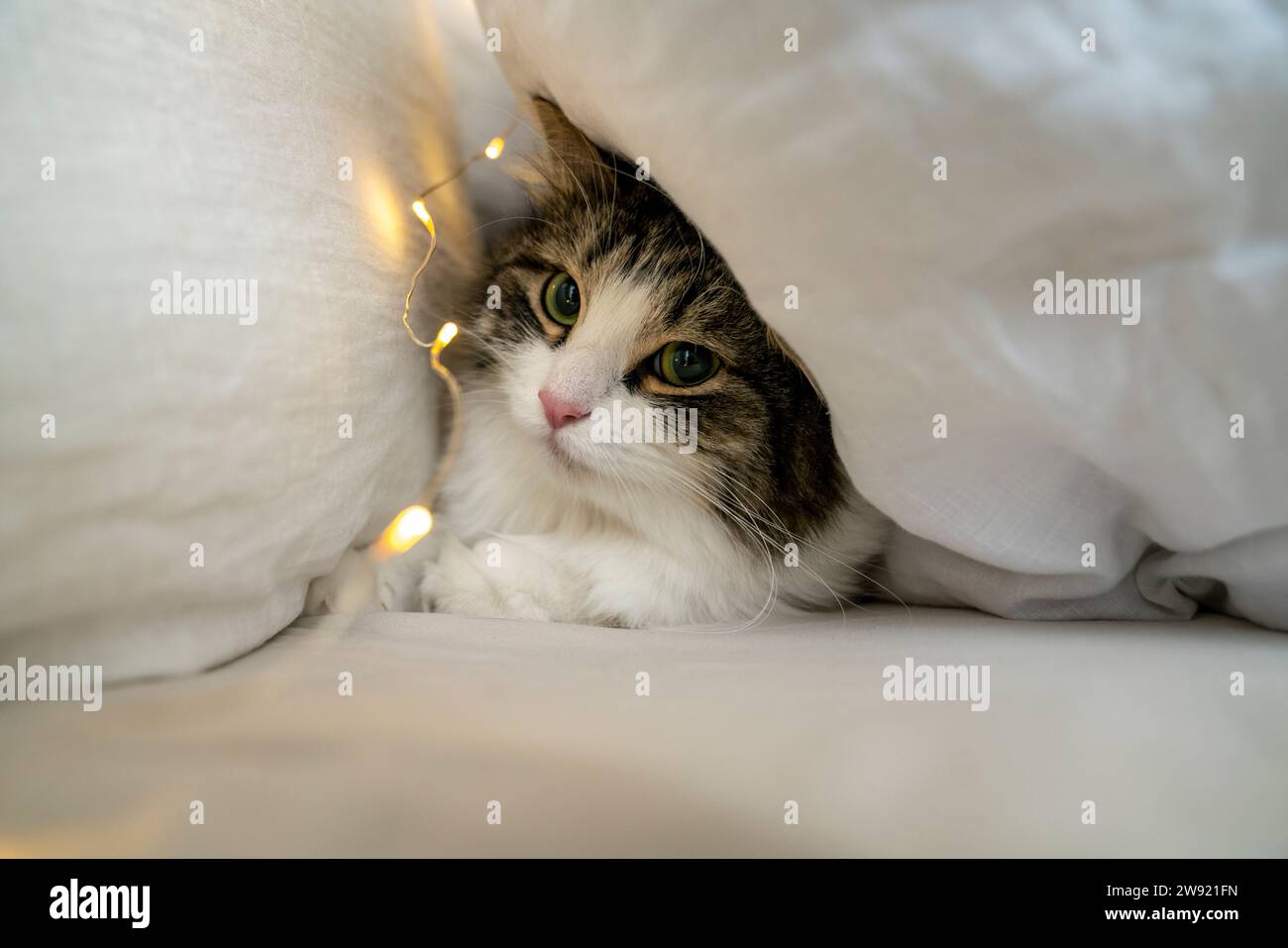 Gatto seduto sotto i cuscini con luce a corda Foto Stock