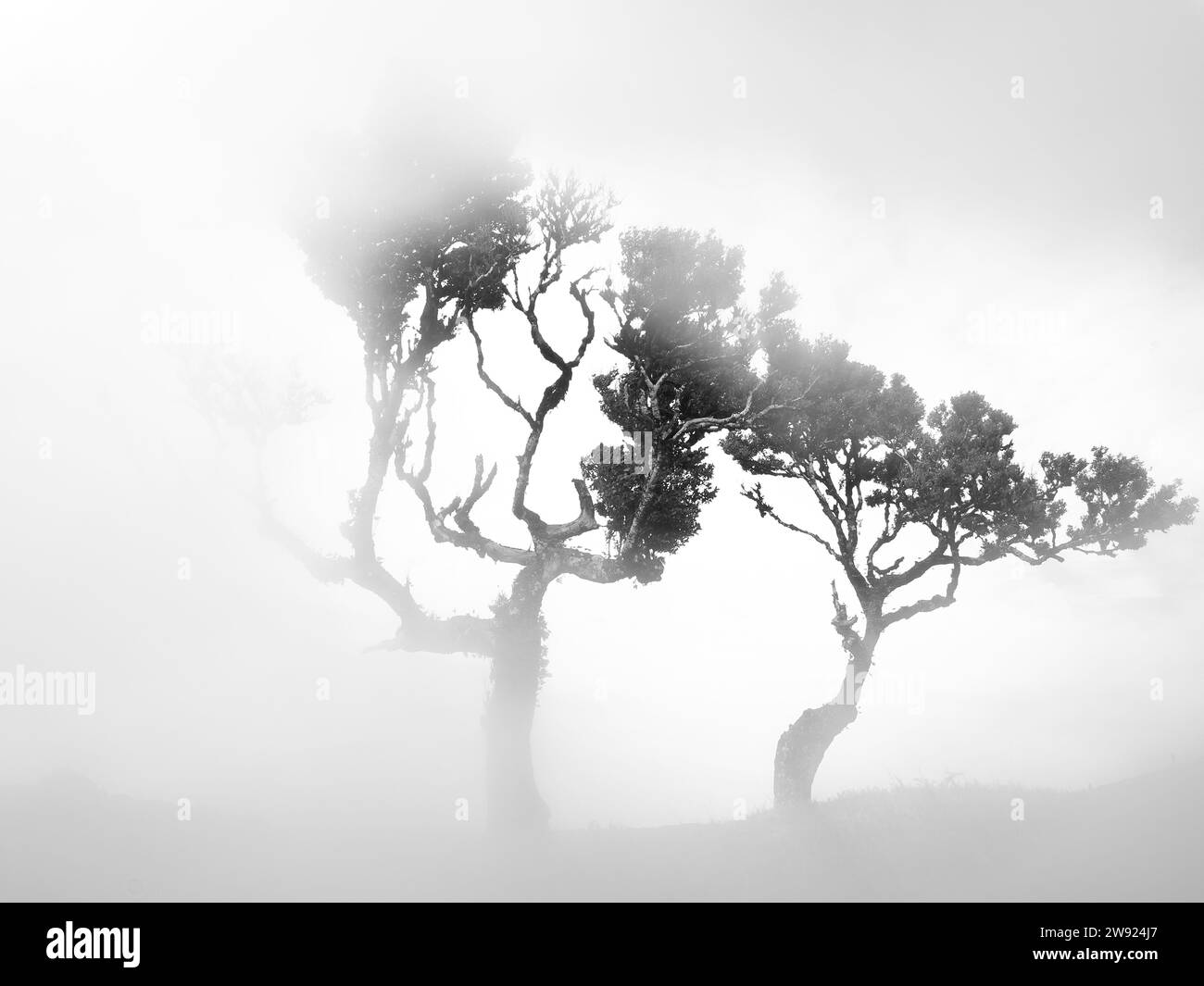 Portogallo, Madeira, antichi alberi di alloro sull'isola di Madeira durante una giornata nebbia Foto Stock