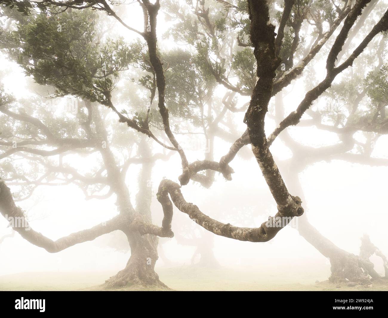 Portogallo, Madeira, antichi alberi di alloro sull'isola di Madeira durante una giornata nebbia Foto Stock