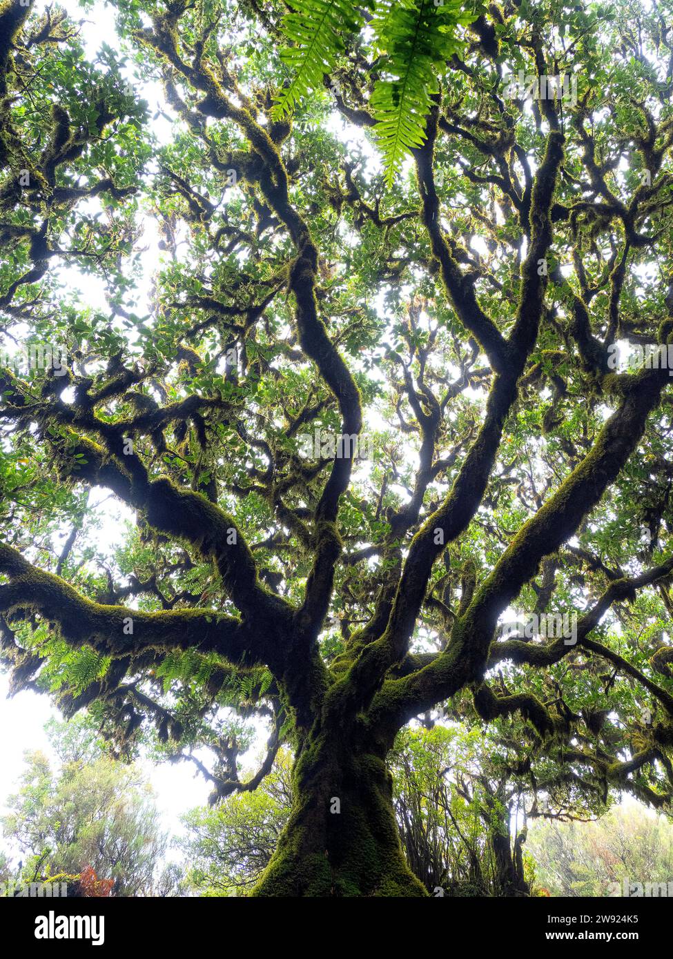 Portogallo, Madeira, antico albero di alloro ricoperto di muschio sull'isola di Madeira Foto Stock