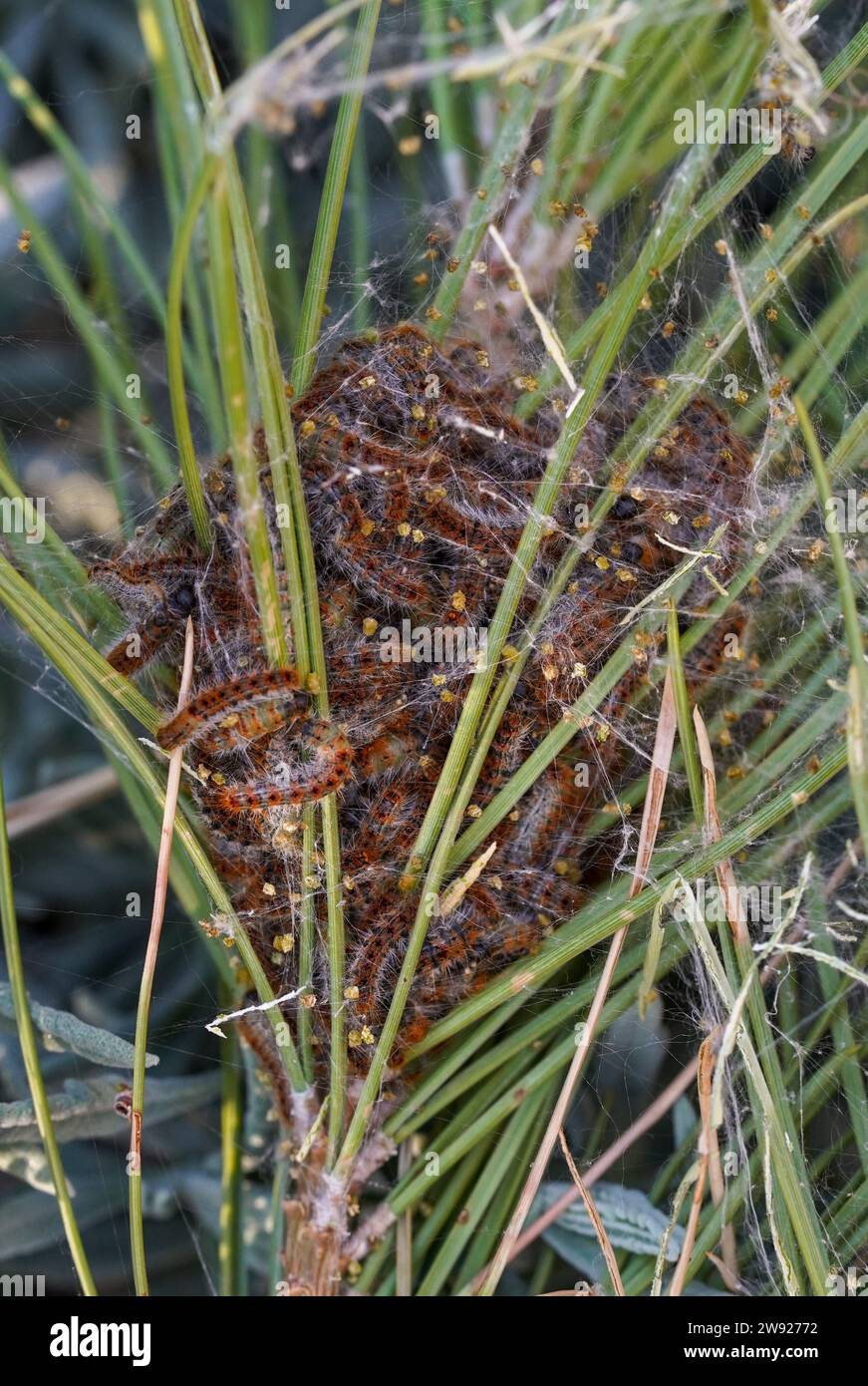Caterpillars processionario di pini, Thaumetopoea pityocampa, larve, caterpillars, in Pinus pinea, falena in marcia, Spagna. Foto Stock