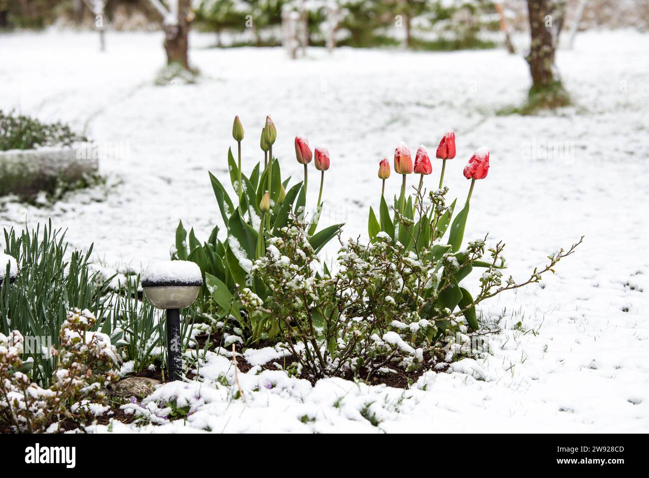 Fiori di tulipano ricoperti di neve nel letto di fiori in tarda primavera nel giardino di casa. Foto Stock