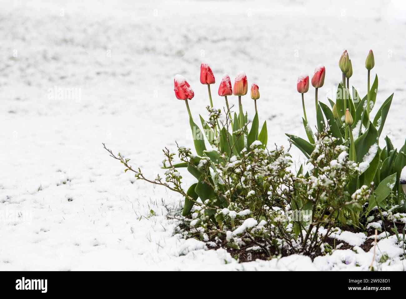 Fiori di tulipano ricoperti di neve nel letto di fiori in tarda primavera nel giardino di casa. Foto Stock