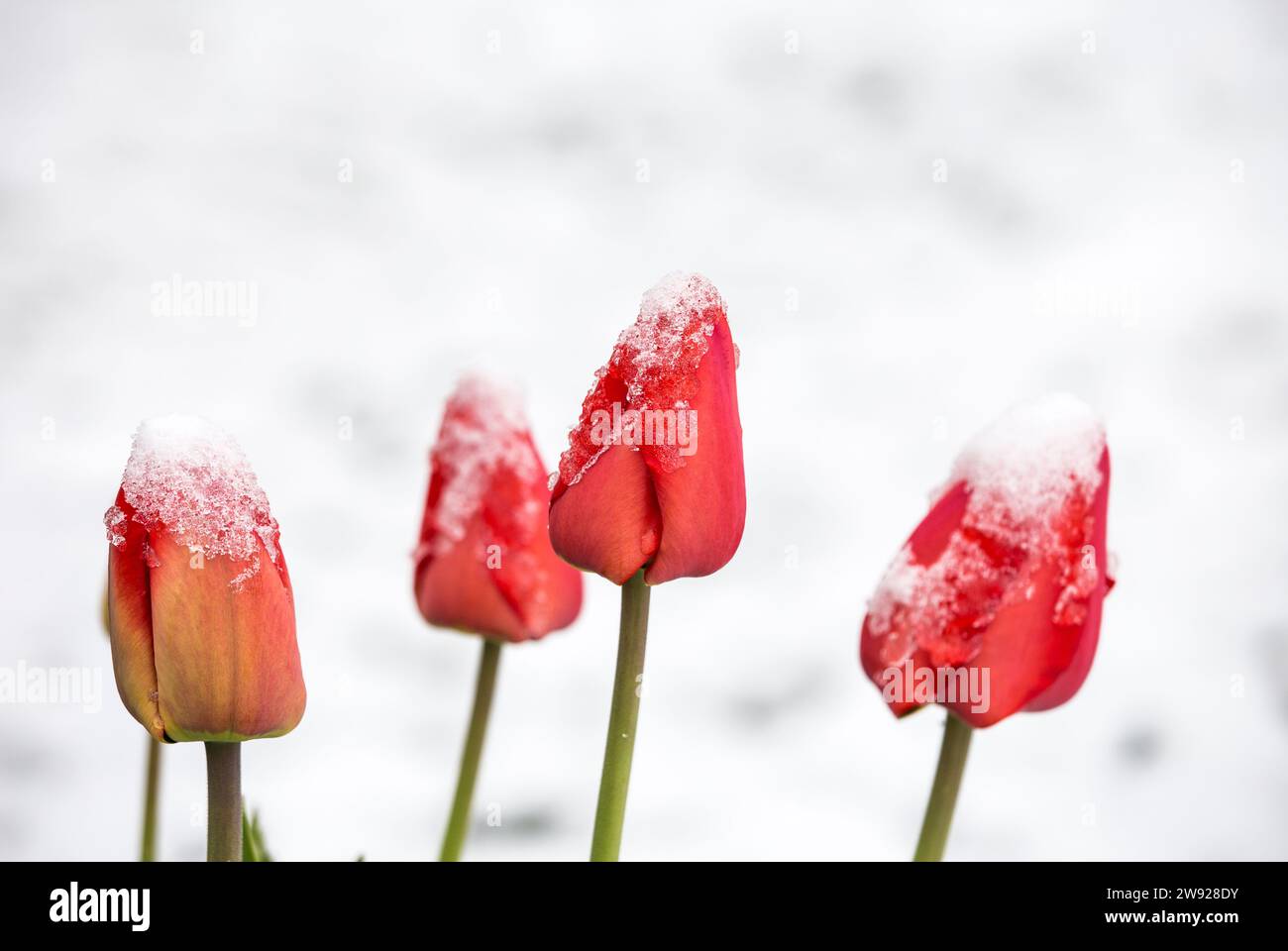 Fiori di tulipano ricoperti di neve nel letto di fiori in tarda primavera nel giardino di casa. Foto Stock