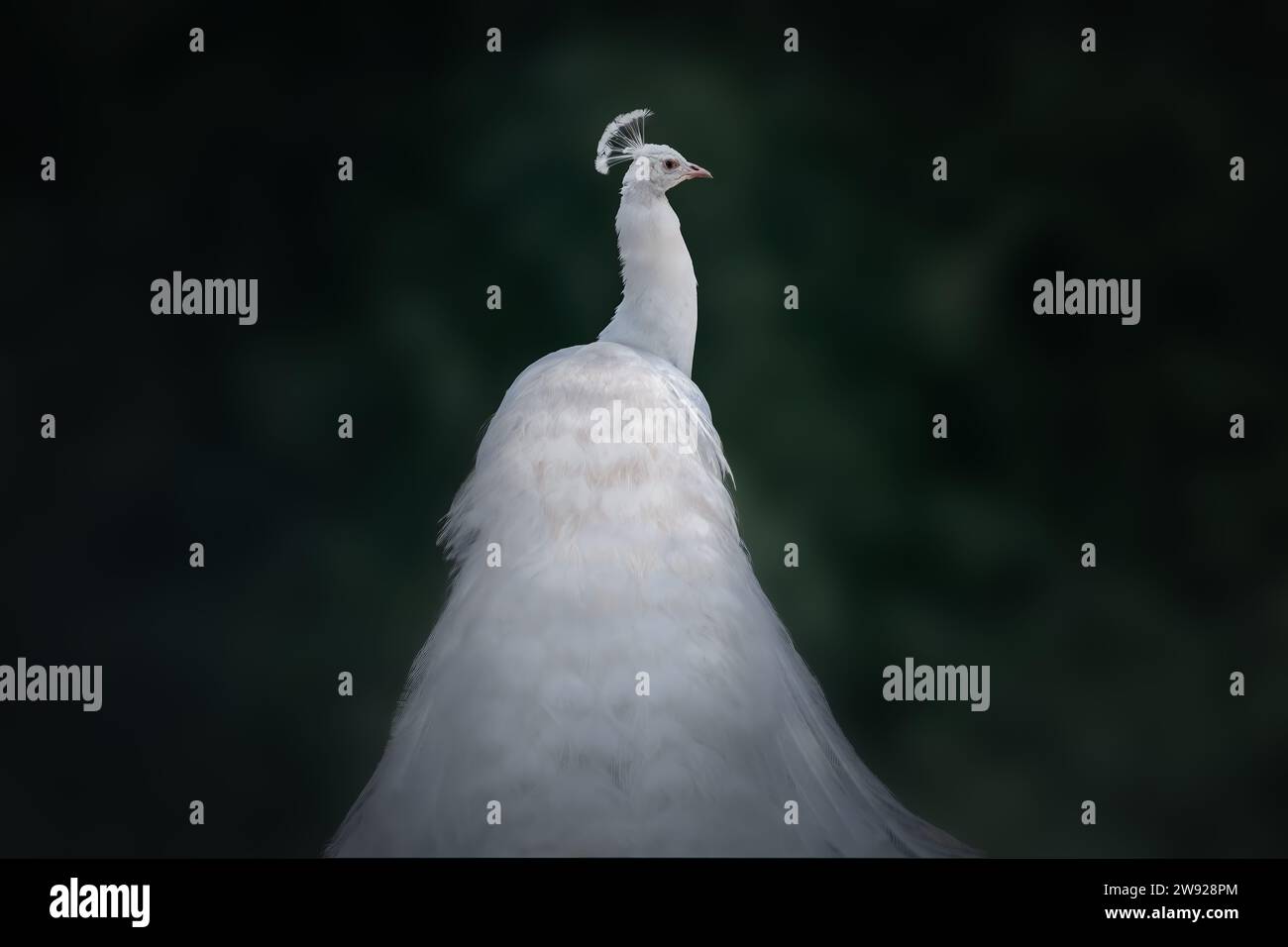 White Indian Peacock (Pavo Cristatus) - Albino Peafowl Foto Stock