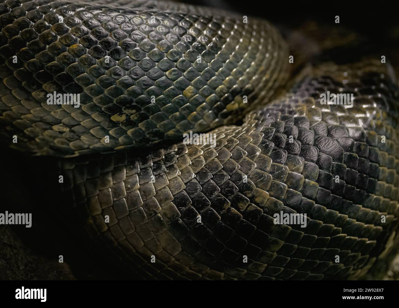 Consistenza delle scale di anaconda verdi (Eunectes Murinus) Foto Stock