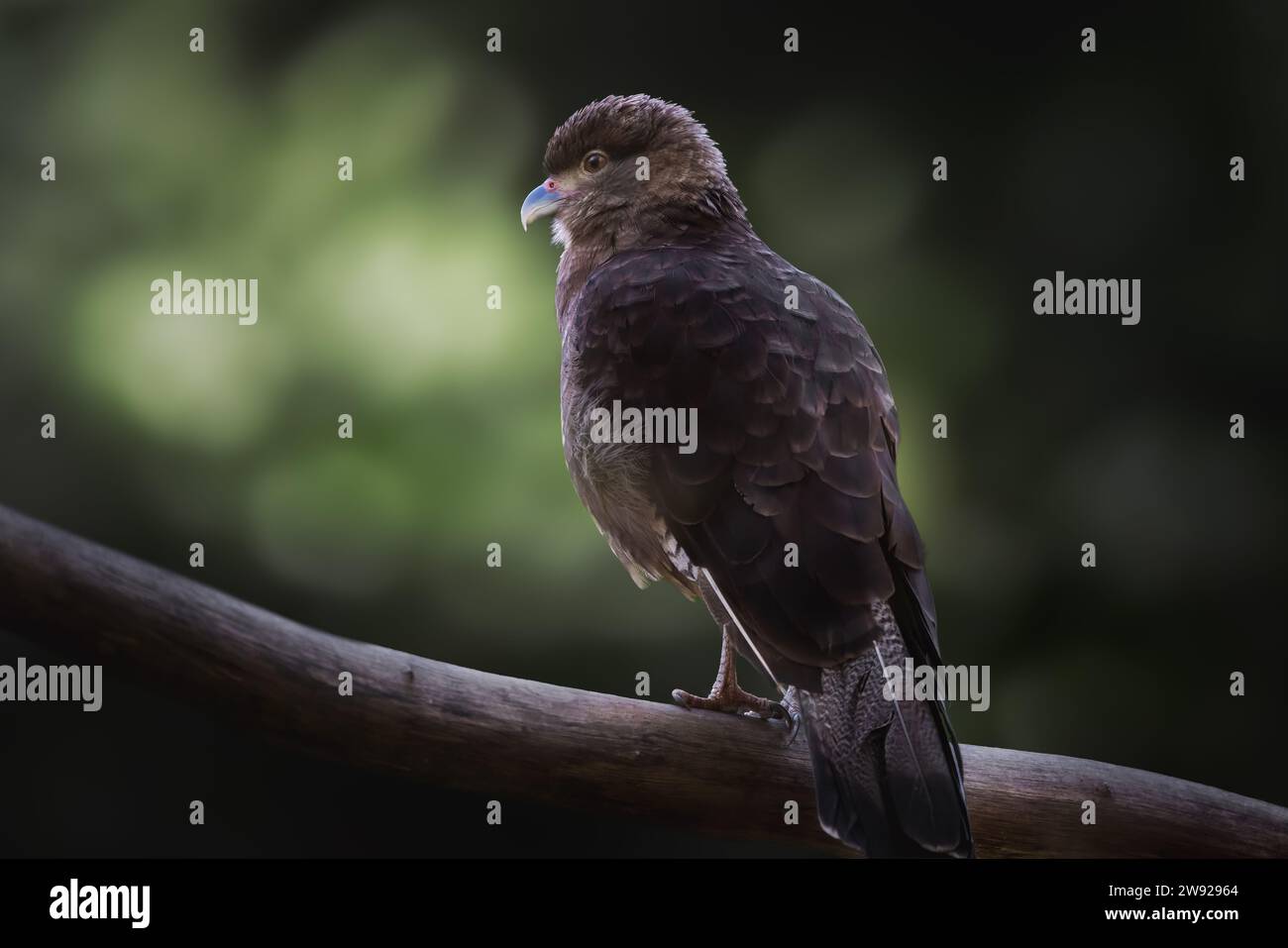 Chimango Caracara (Milvago chimango) - Bird of Prey Foto Stock