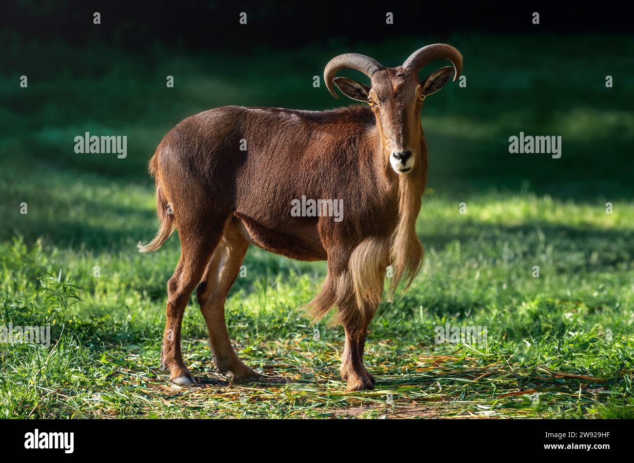 Ritratto delle pecore barbaresche (Ammotragus lervia) Foto Stock