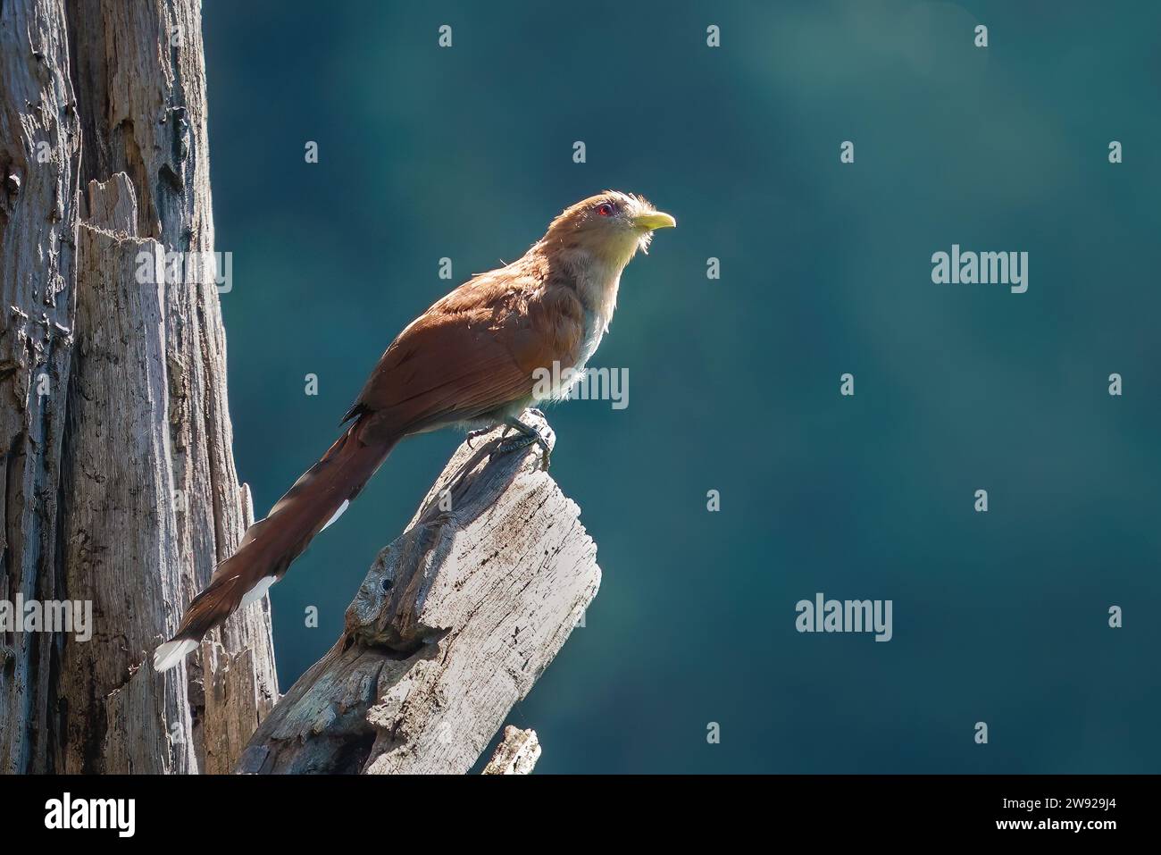 Uccello Cuckoo scoiattolo (Piaya cayana) Foto Stock